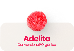 Adelita Conventional/Organic