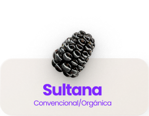 Sultana Conventional