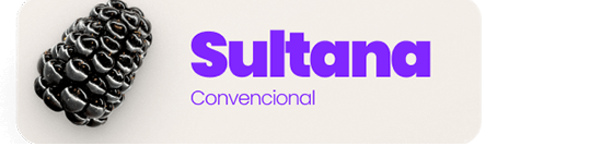 Sultana Conventional