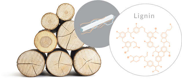 lignin-02